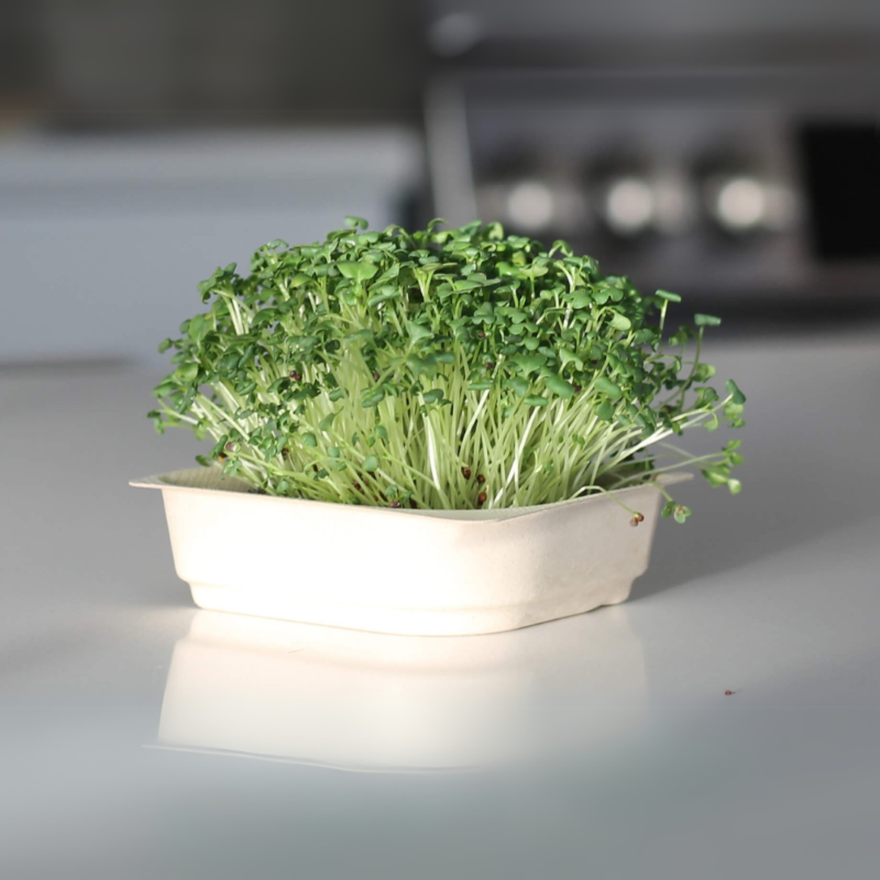 Broccoli
