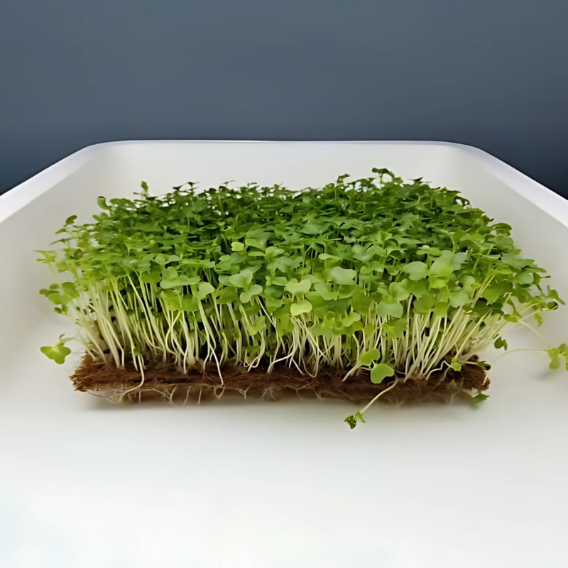 Kale