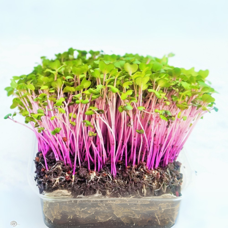 Red Cabbage