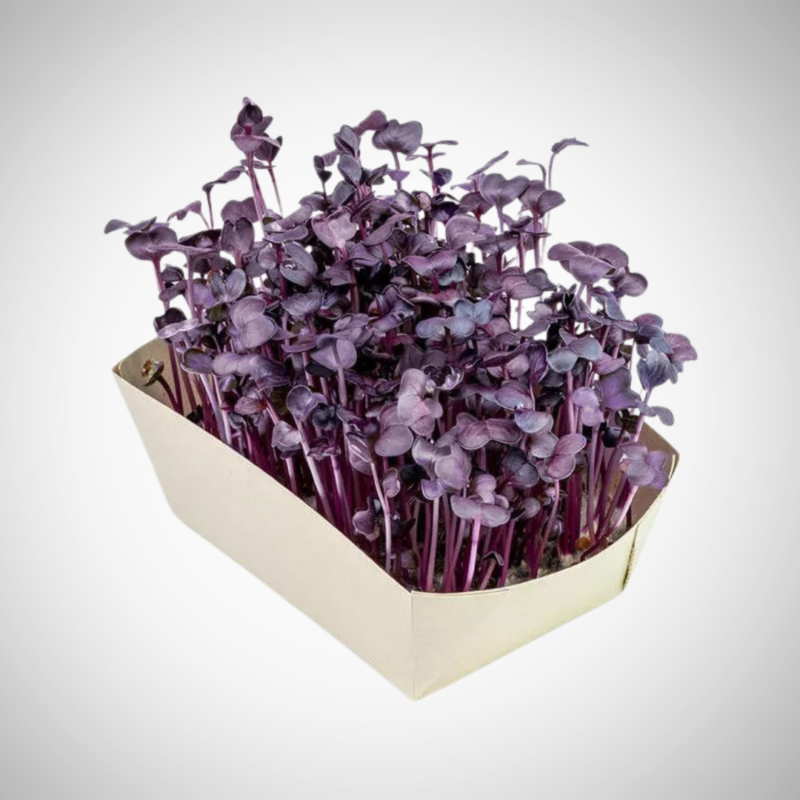 Sango Radish