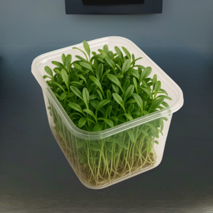 spinach microgreen