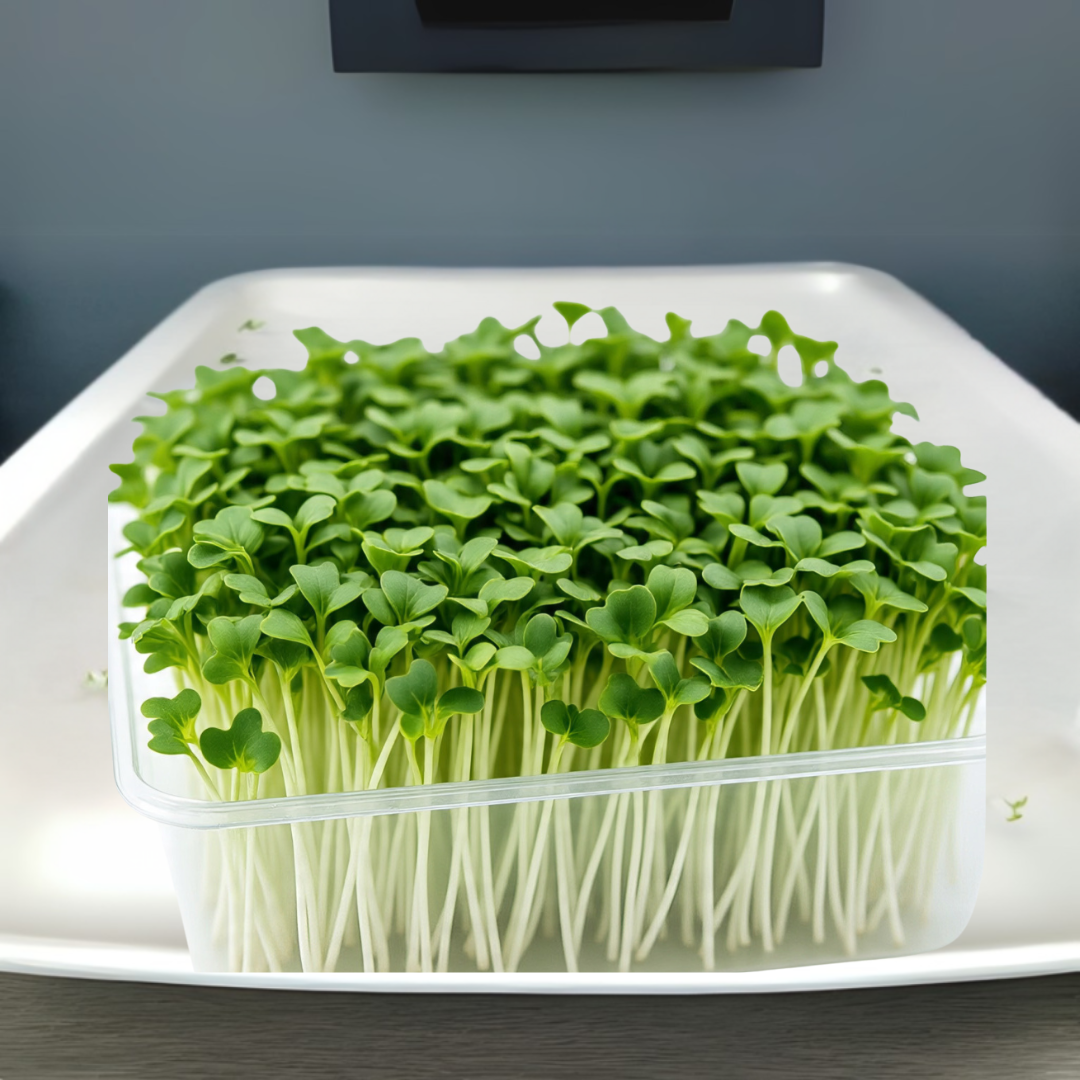 Untitled (1080 x 1080 px) (1)