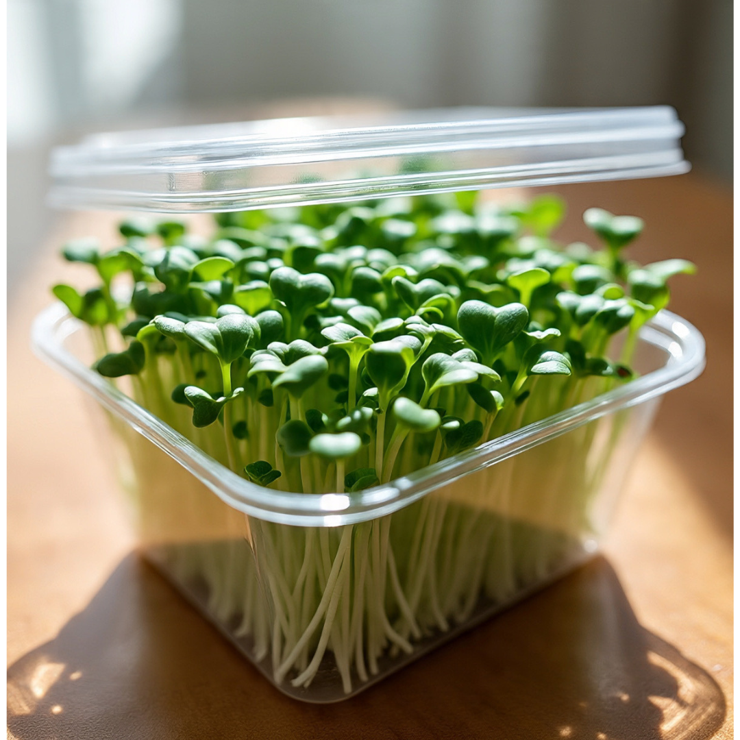 Untitled design (29) Lettuce