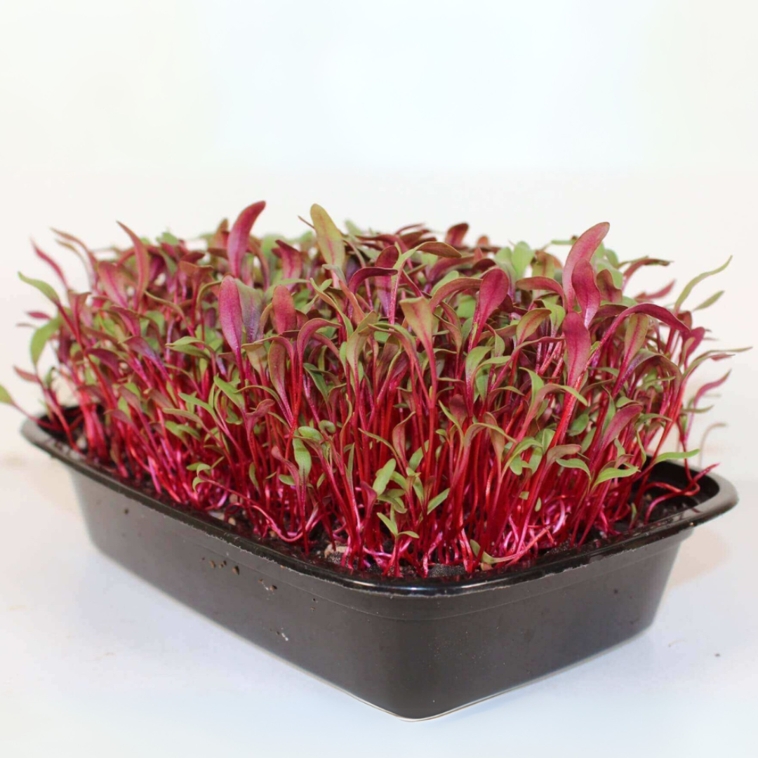 Untitled design (31)